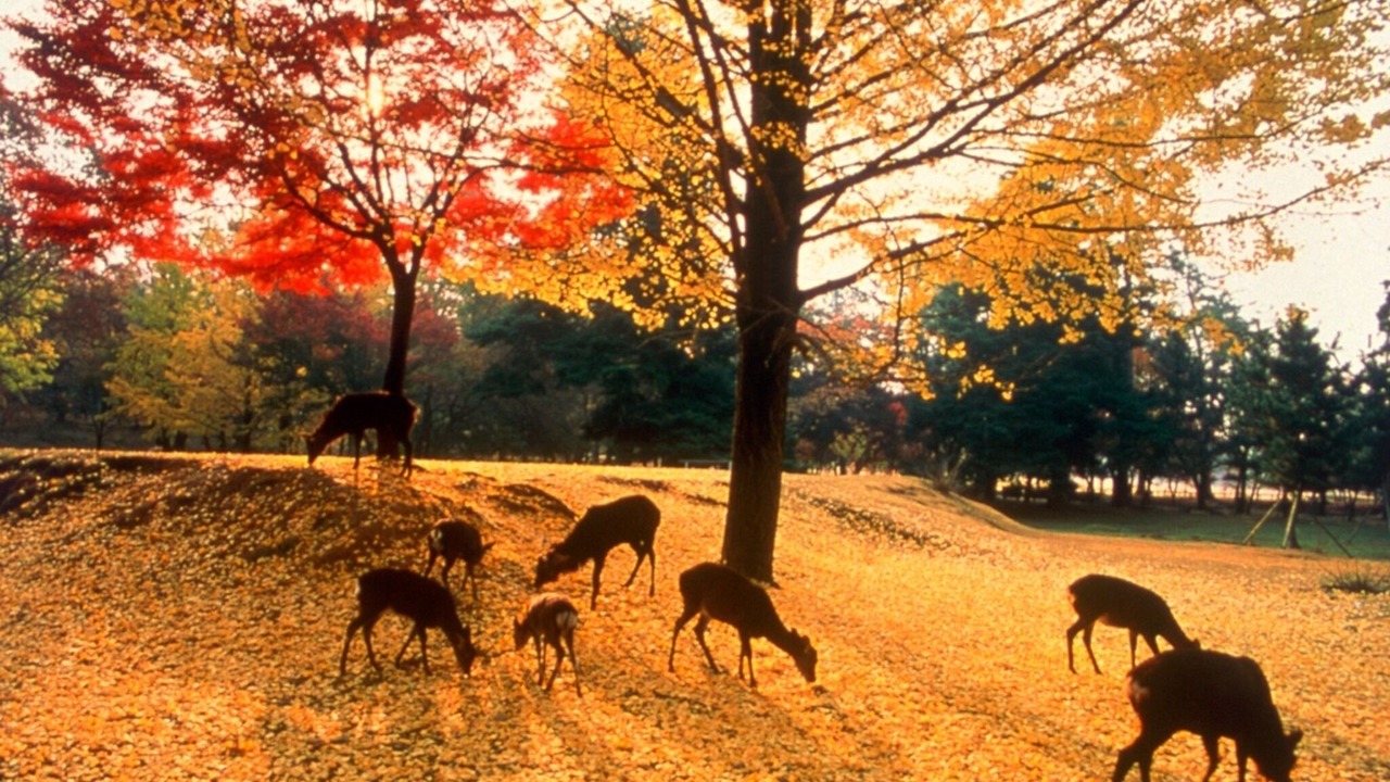 Photo of Outdoor in Nara