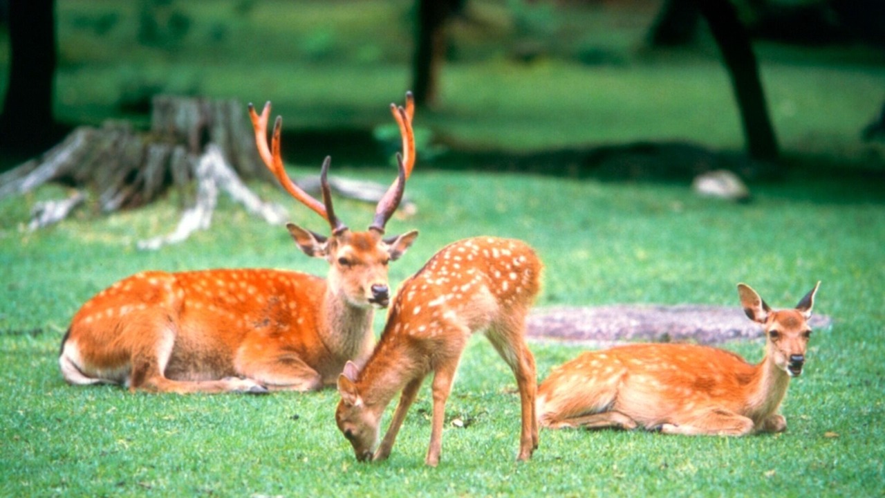 Photo of Outdoor in Nara