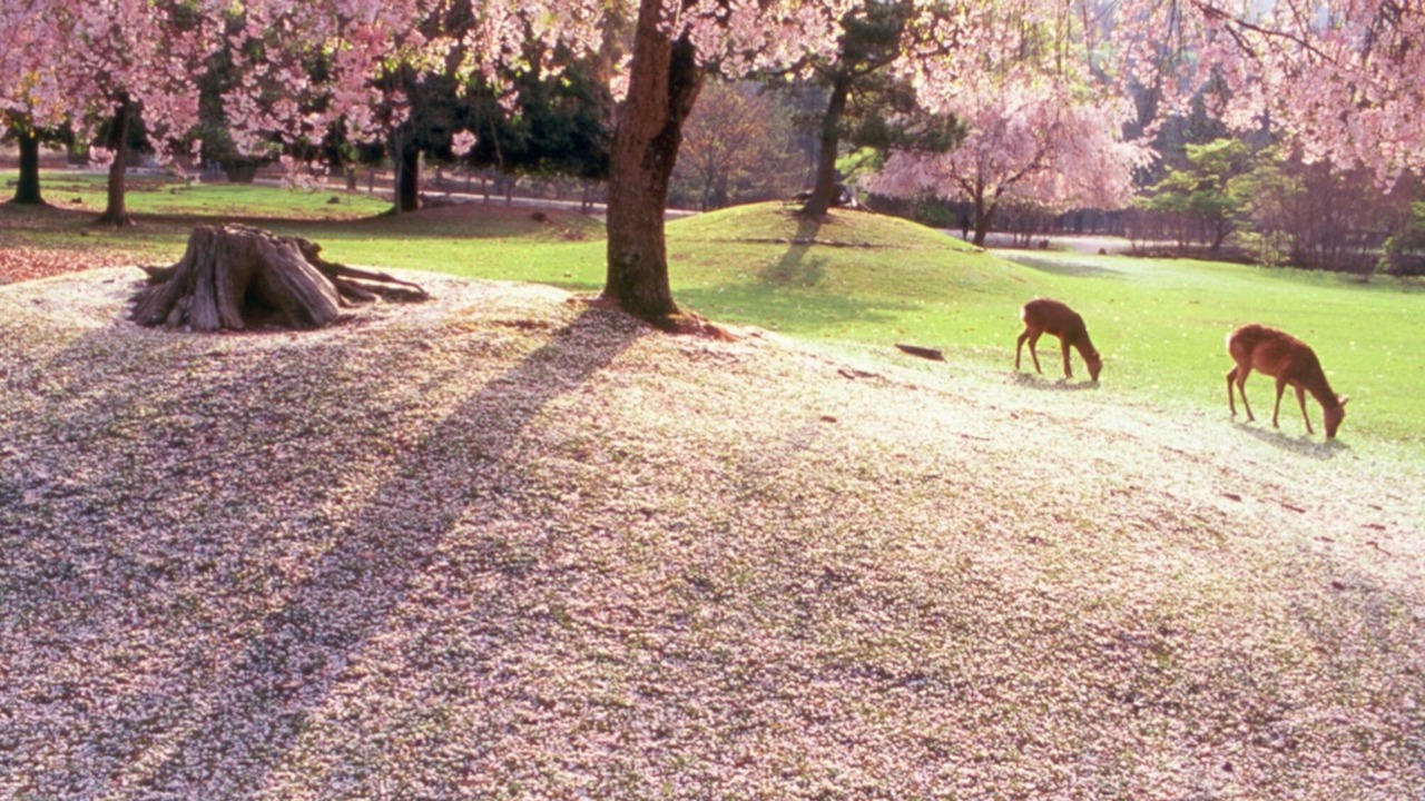 Photo of Outdoor in Nara