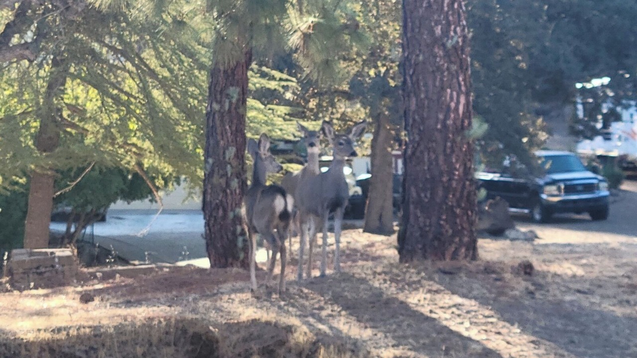 Photo of Others in Yosemite Lakes