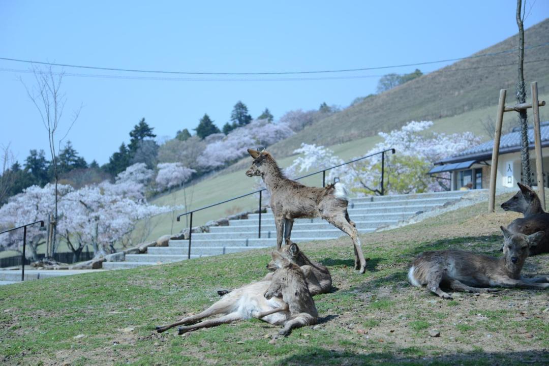 Photo of Others in Nara
