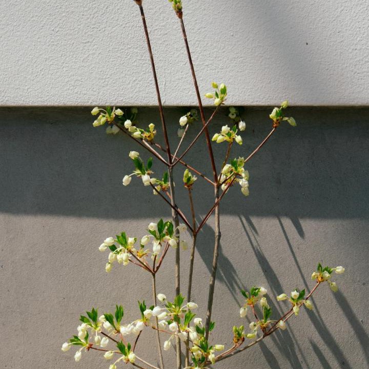 Photo of Outdoor in Shimogyo