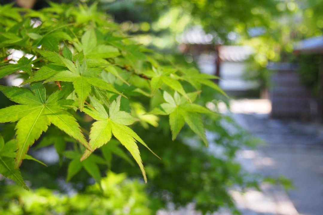 Photo of Others in Arashiyama
