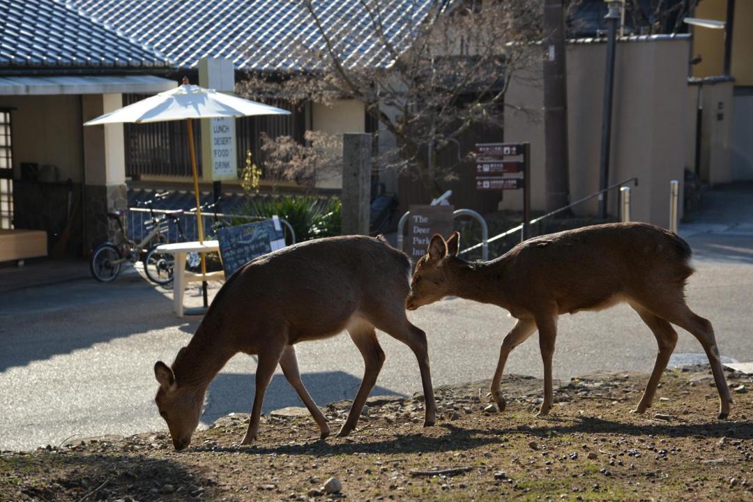 Photo of Others in Nara