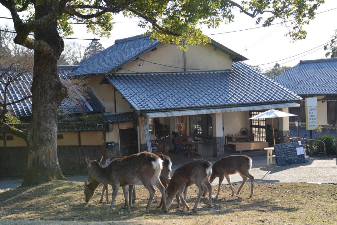 Photo of Others in Nara