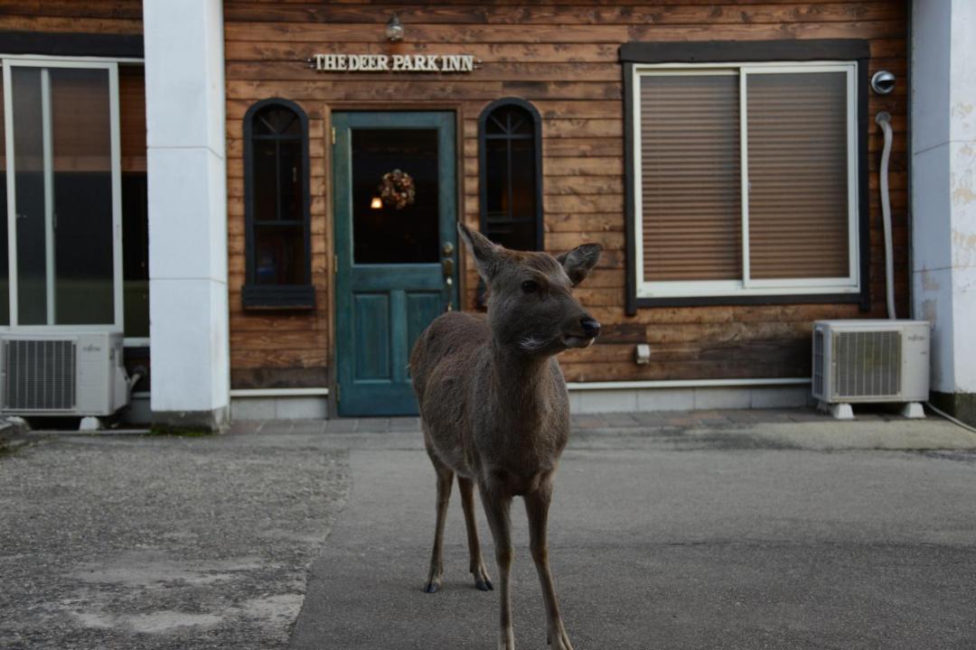 Photo of Others in Nara