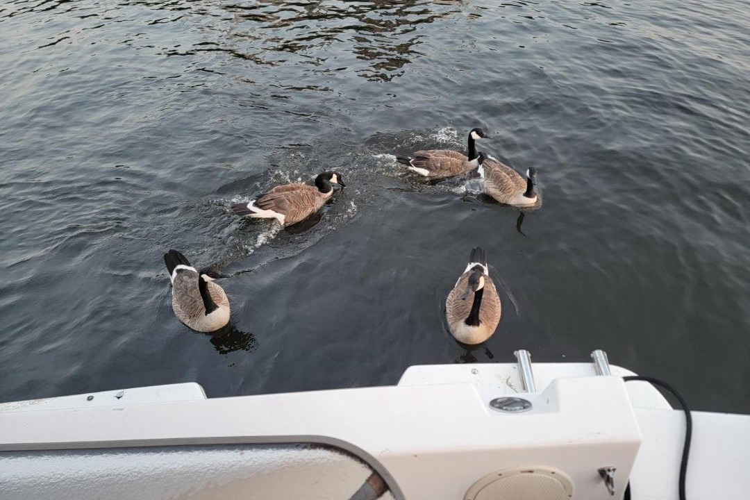 Photo of Others in Downtown Gatineau