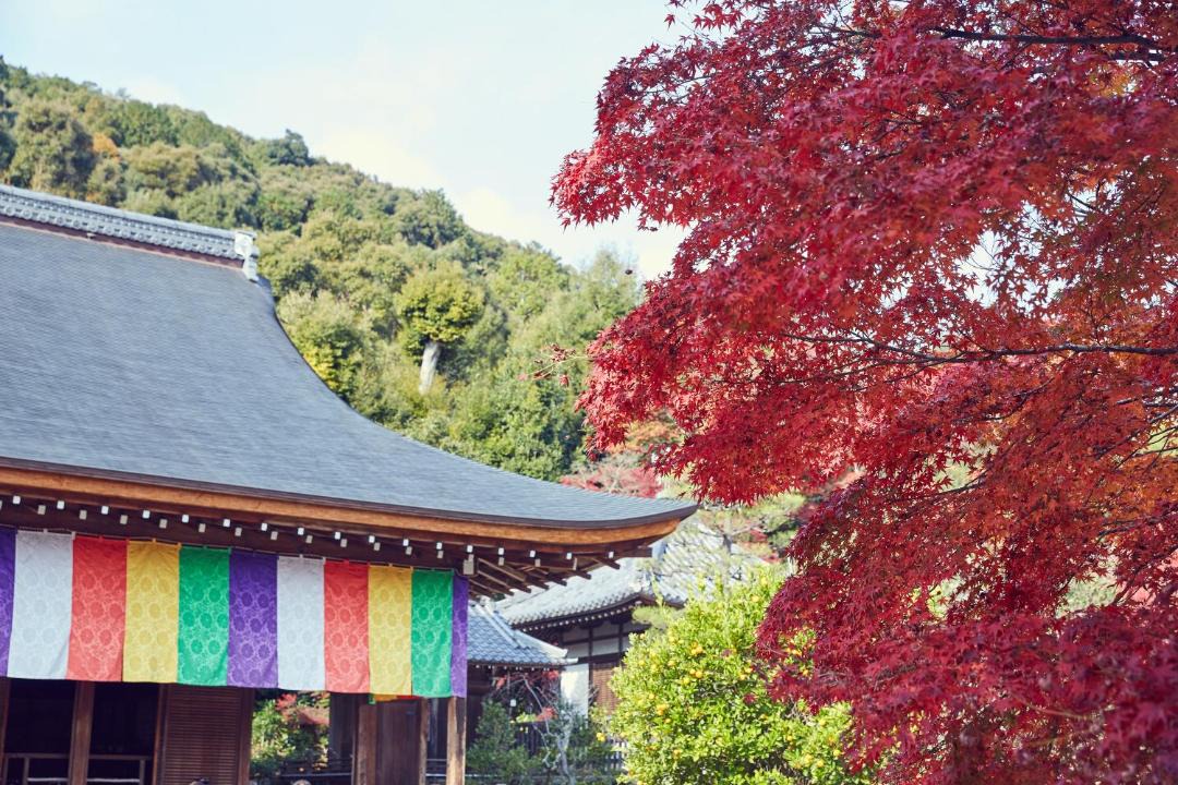 Photo of Others in Arashiyama