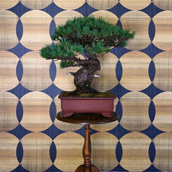 Photo of Others in Sakurai