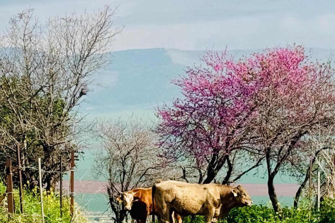 Photo of Others in Gidona