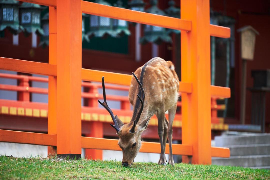 Photo of Others in Nara