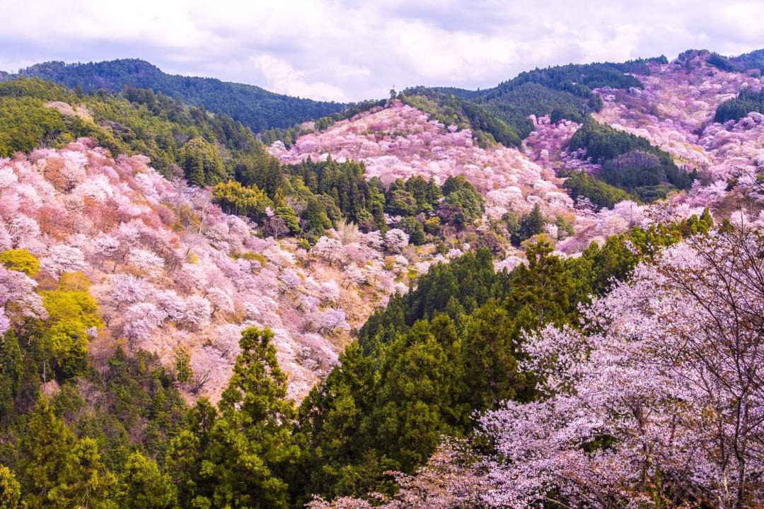 Photo of Others in Nara