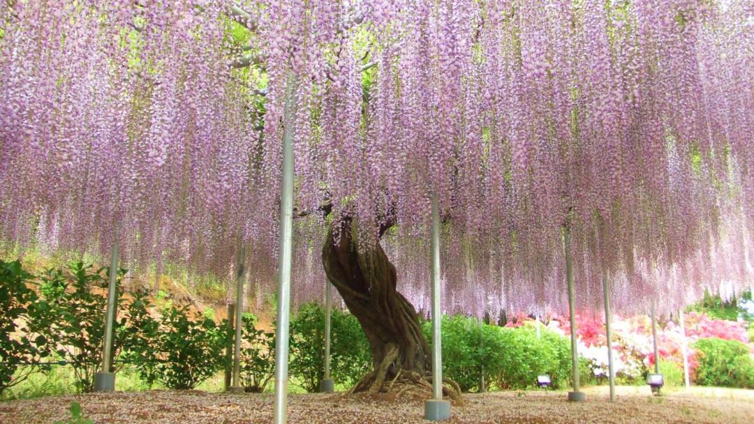 Photo of Others in Ashikaga