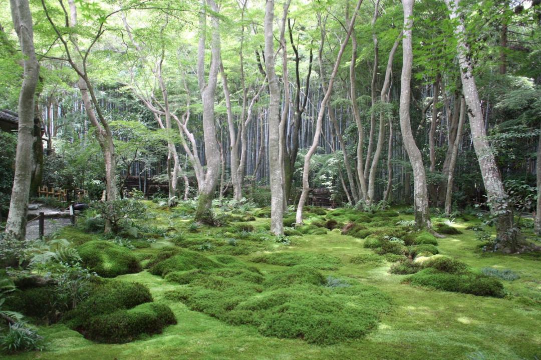 Photo of Others in Arashiyama