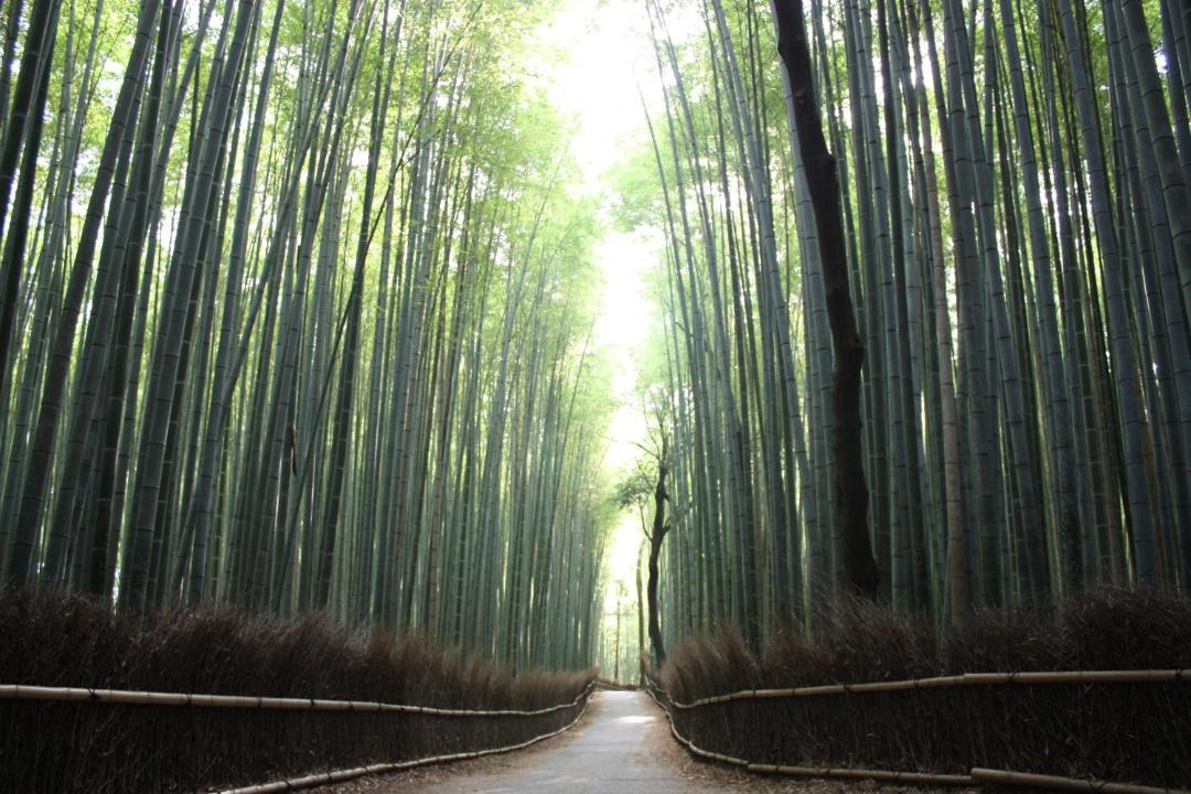 Photo of Others in Arashiyama