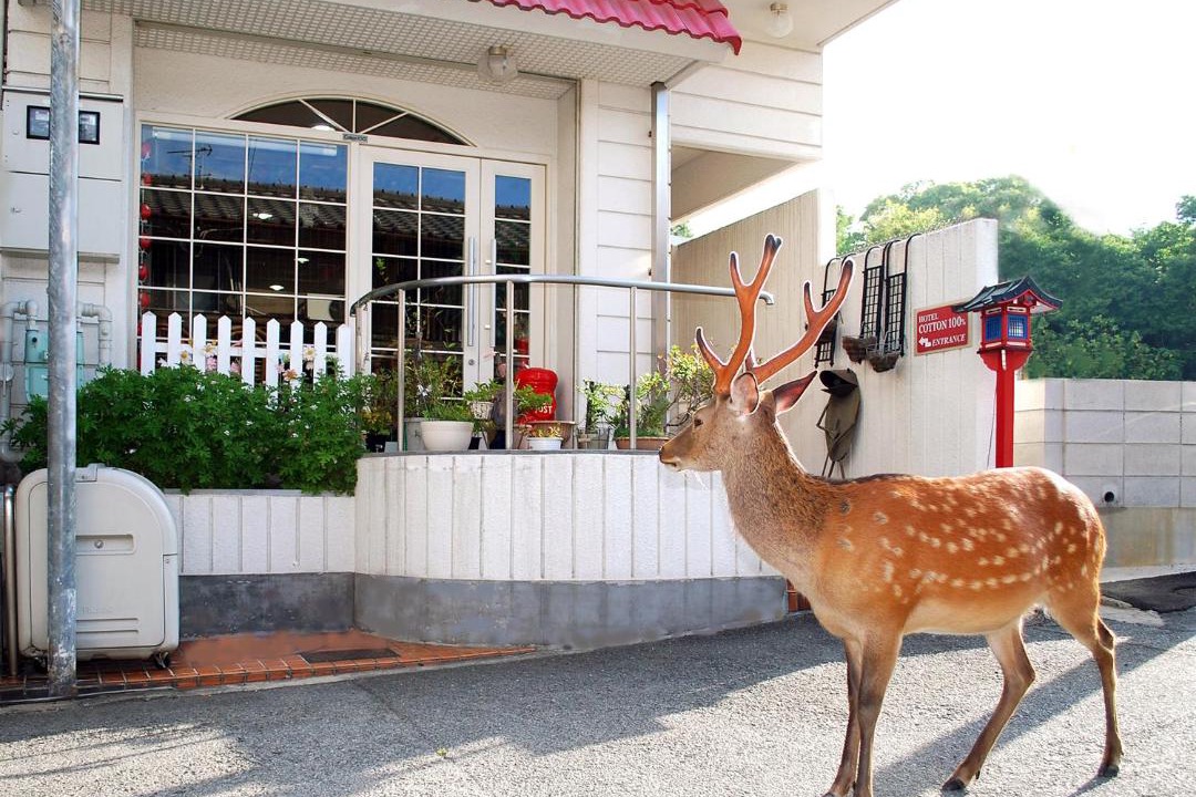 Photo of Others in Nara