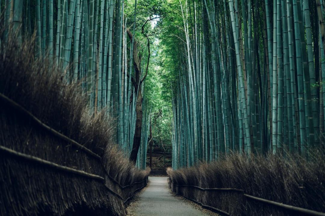 Photo of Others in Arashiyama