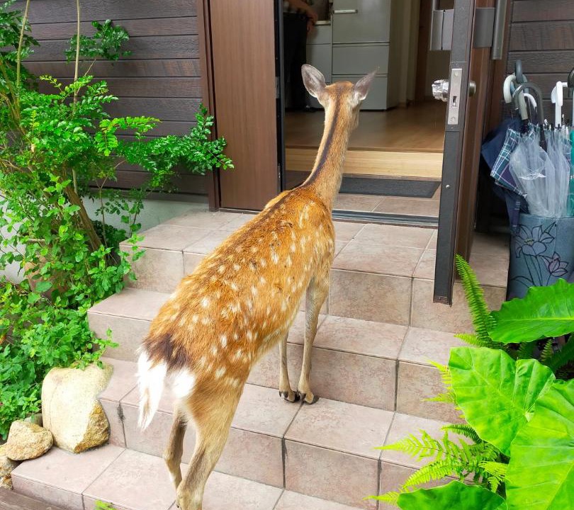 Photo of Others in Nara