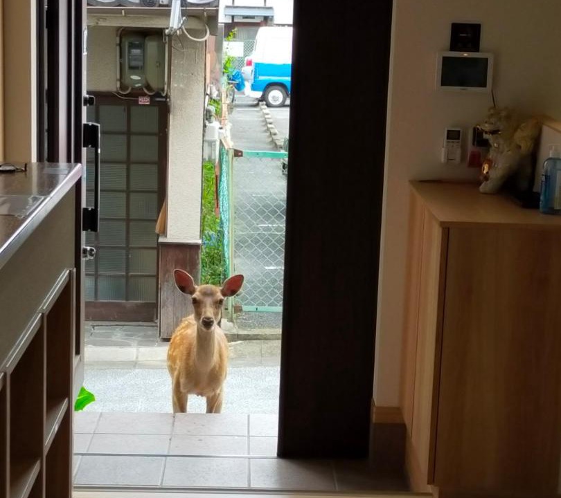 Photo of Others in Nara