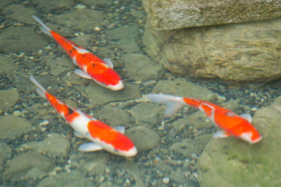 Photo of Others in Arashiyama