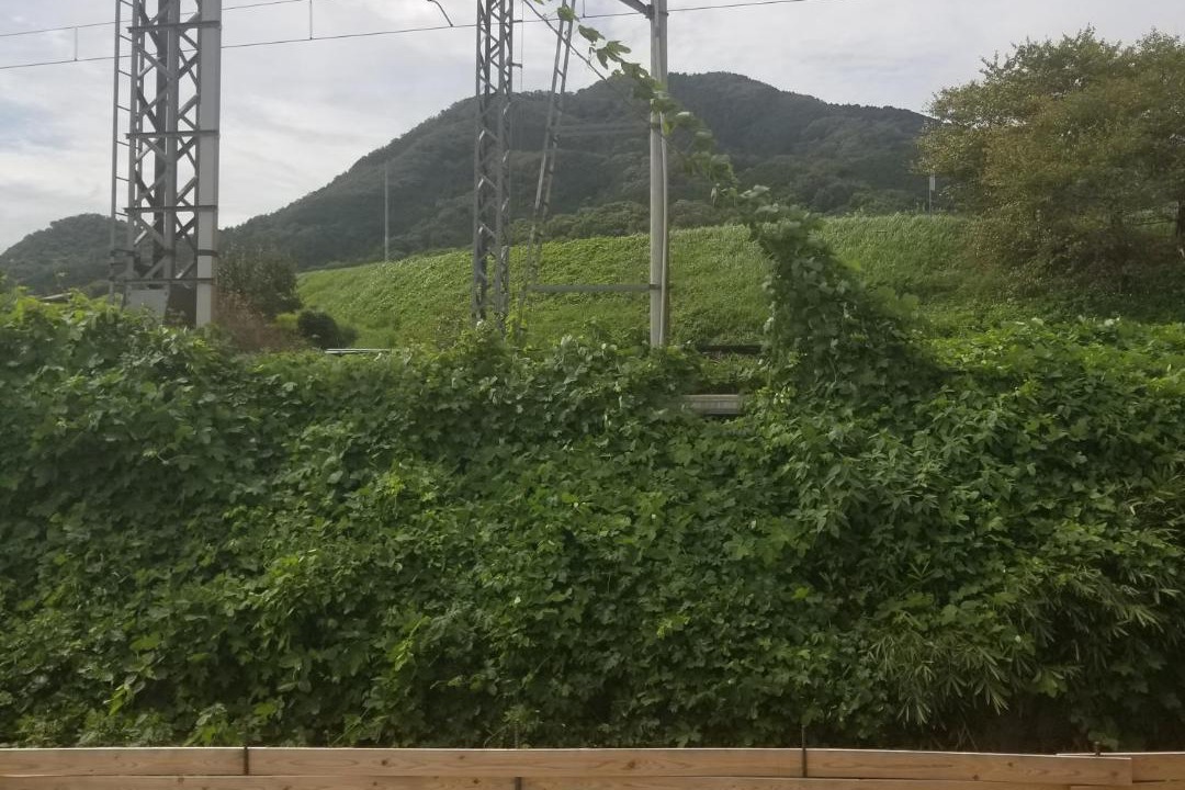 Photo of Others in Kashiba