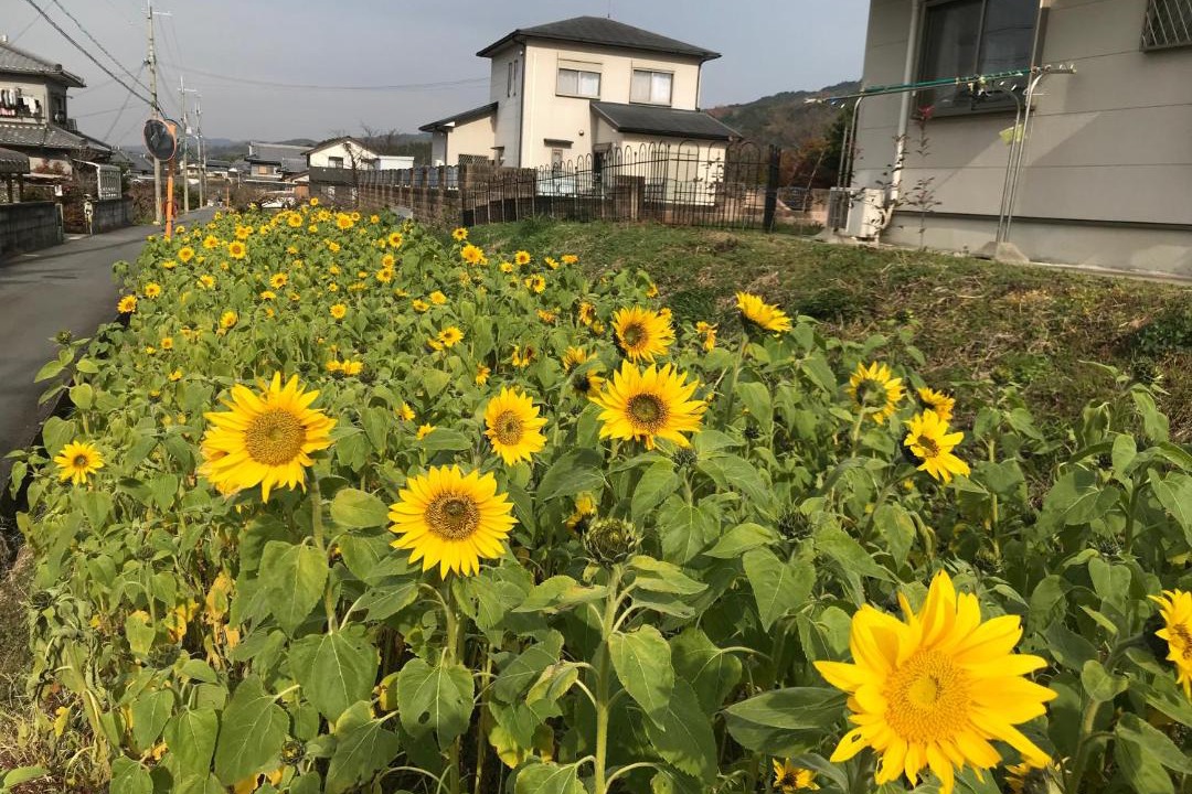 Photo of Outdoor in Tenri