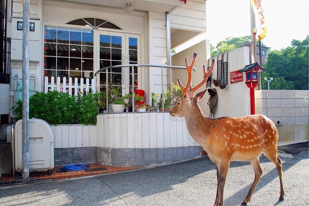 Photo of Others in Nara