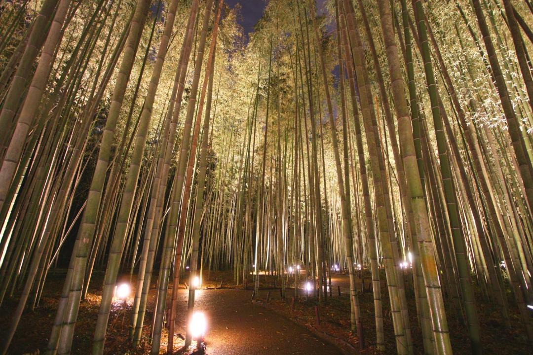 Photo of Others in Arashiyama