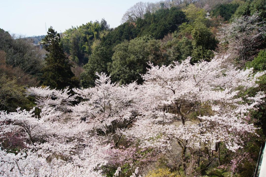 Photo of Others in Heguri