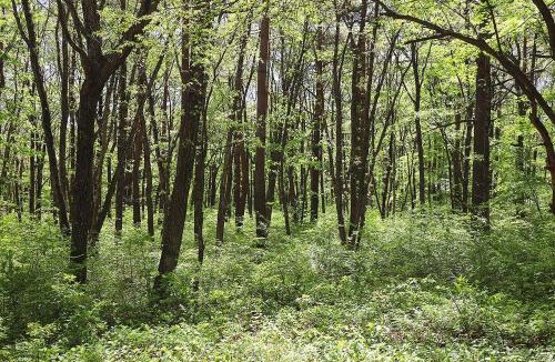 Kita Karuizawa House | The Cabin by Deep Gorge