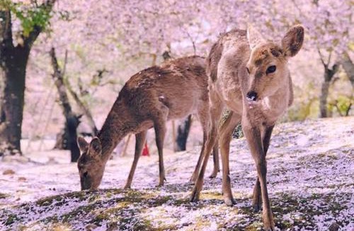Nara Hostel | Deer hostel-外国人予約限定